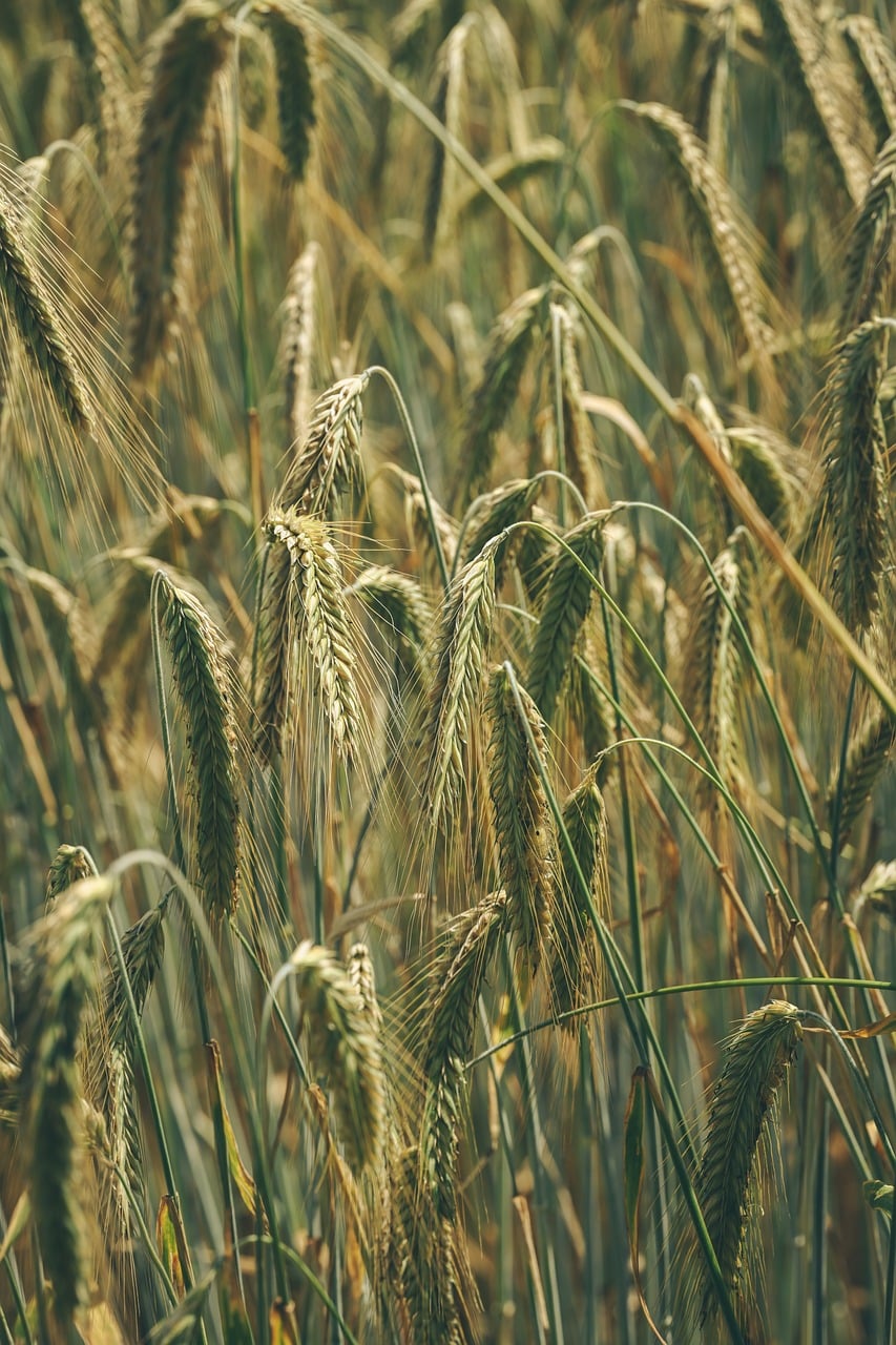 Home wheat, field, agriculture, harvest, maturity, nature, golden, countryside, summer, sunny, ears of grain, crop, organic, green, peaceful, rural, grain, soil, farmer, sun